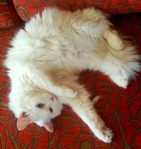 кошка 